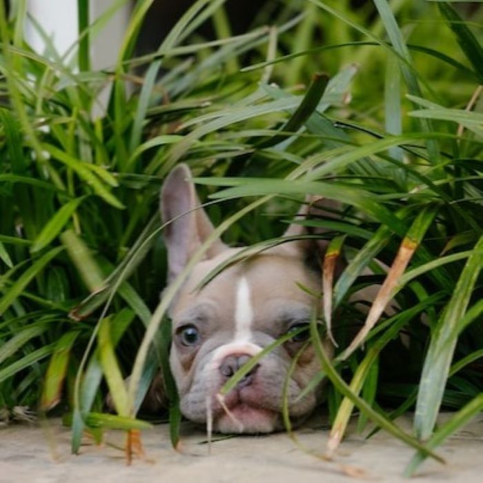 de-10-bsta-sm-hundarna