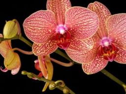 5-vxter-som-renar-luften